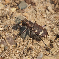 Cicindela hybrida