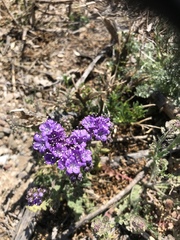 Phacelia popei