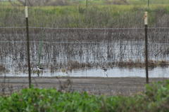 Himantopus mexicanus