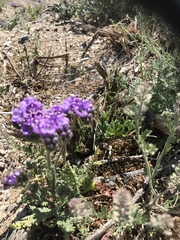 Phacelia popei