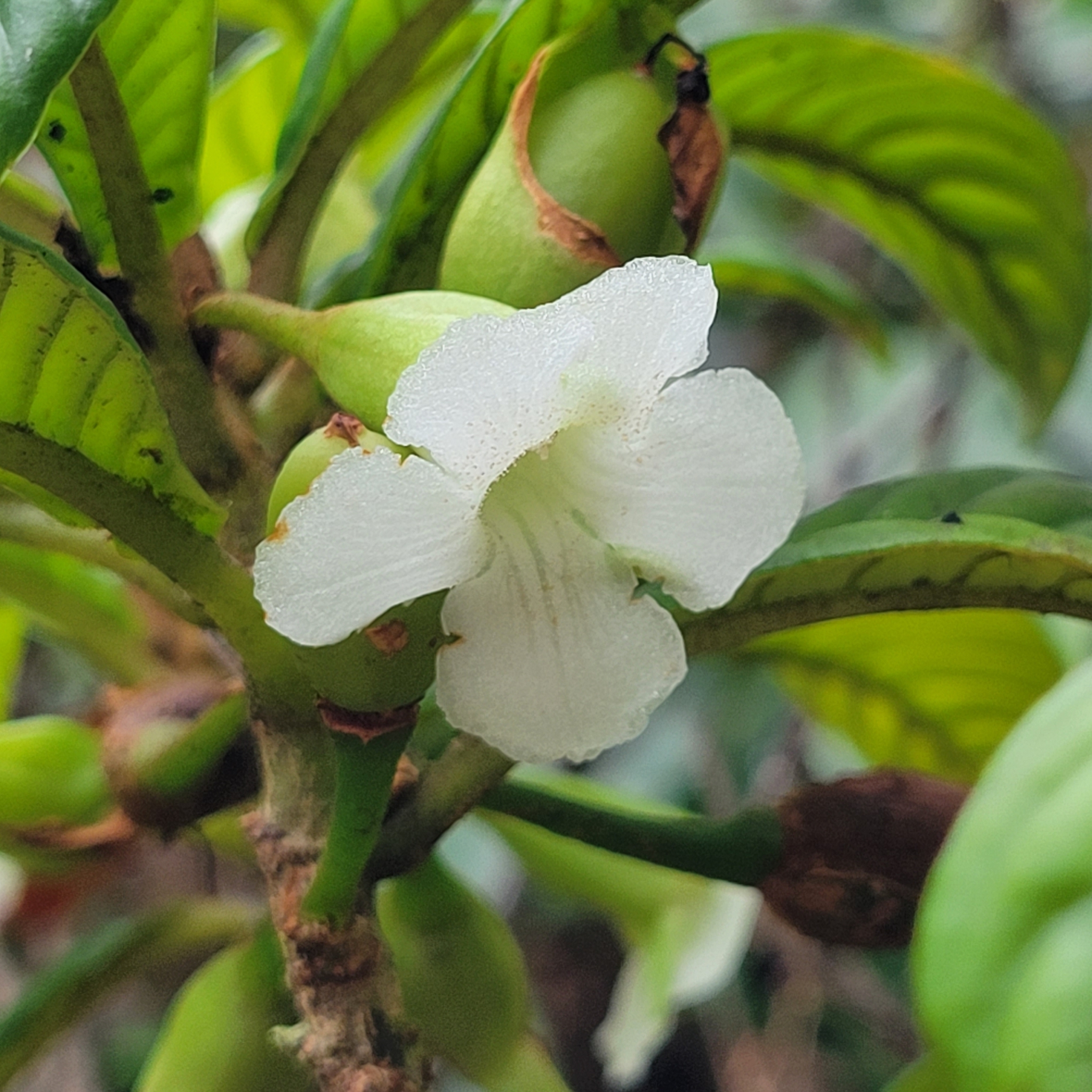 Cyrtandra longifolia