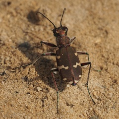 Cicindela hybrida