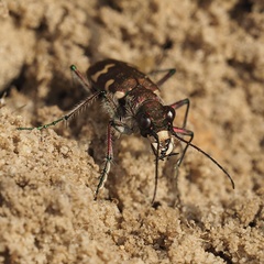 Cicindela hybrida