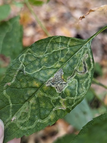 Liriomyza cracentis