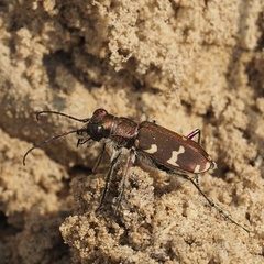 Cicindela hybrida
