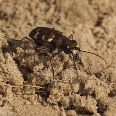 Cicindela hybrida