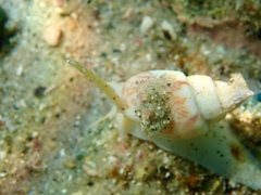 Nassarius spiratus