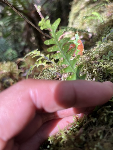 Adenophorus pinnatifidus observed 2023-11-01