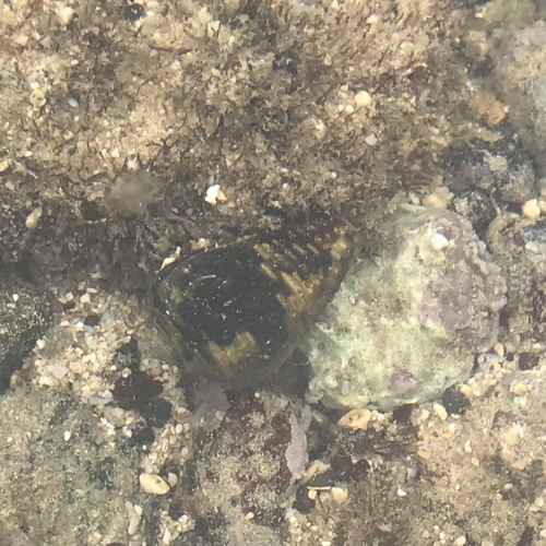 Conus catus observed 2019-03-23