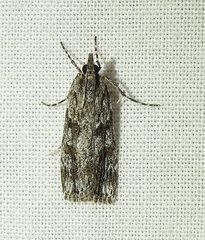 Scoparia syntaracta