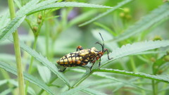 Camptischium