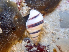 Buccinulum vittatum