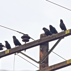 Corvus brachyrhynchos