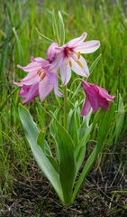 Fritillaria pluriflora