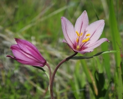 Fritillaria pluriflora