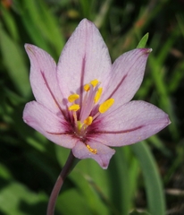 Fritillaria pluriflora