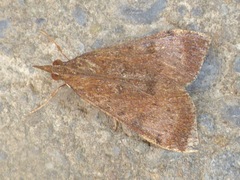 Uresiphita maorialis