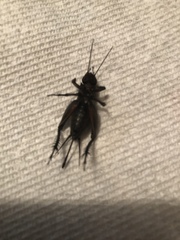 Gryllus texensis