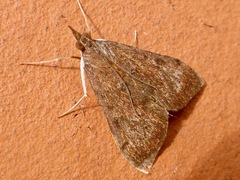 Uresiphita maorialis