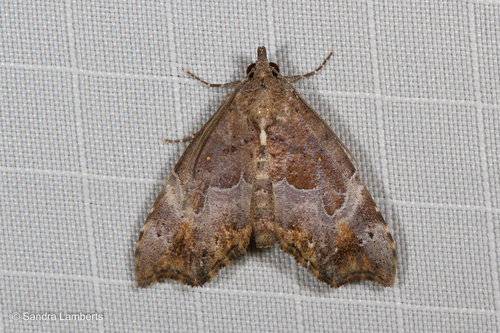 Mecistoptera