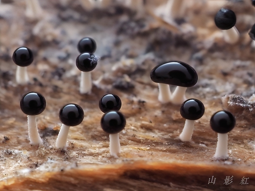 Abalone Oyster Mushroom
