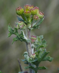 Packera eurycephala eurycephala