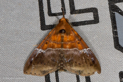 Euphiuche picta