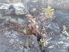 Phlebodium araneosum