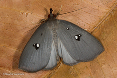 Pinacia albistella