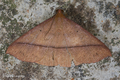 Marapana