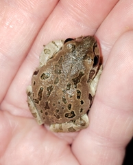 Pseudacris streckeri