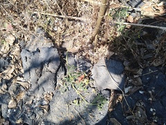 Solanum lycopersicum cerasiforme