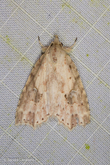 Olulis puncticinctalis