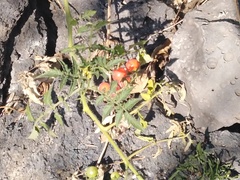 Solanum lycopersicum cerasiforme