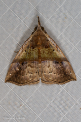 Hypena similata
