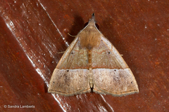 Hypena similata