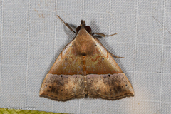 Hypena similata