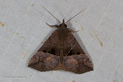 Hypena iconicalis