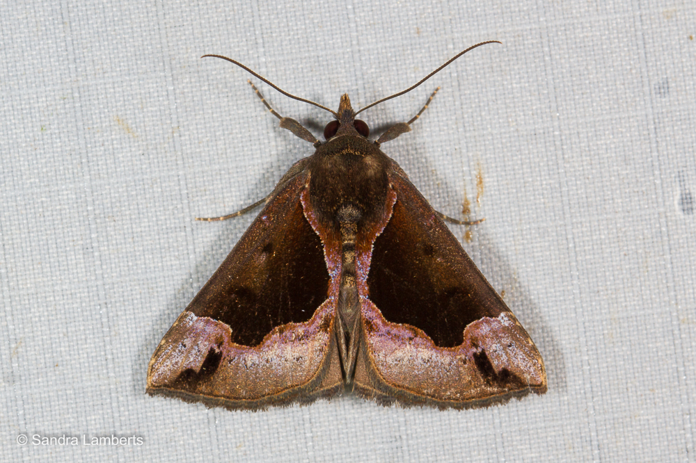 Hypena vestita