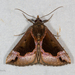 Hypena vestita - Photo (c) A Lamberts, some rights reserved (CC BY-NC), uploaded by A Lamberts