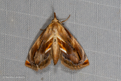 Lophomilia