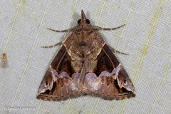 Hypena jugalis