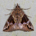 Hypena jugalis - Photo (c) A Lamberts, some rights reserved (CC BY-NC), uploaded by A Lamberts