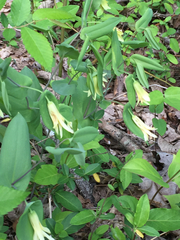 Uvularia perfoliata