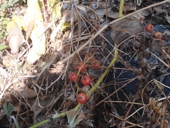 Solanum lycopersicum cerasiforme