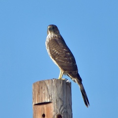 Accipiter cooperii