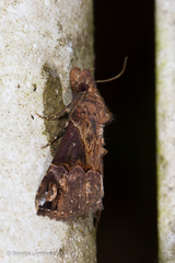 Hypena jugalis