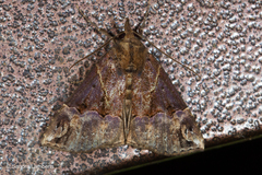 Hypena jugalis