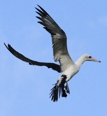 Abbott's Booby photo 3