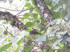 Myioborus brunniceps